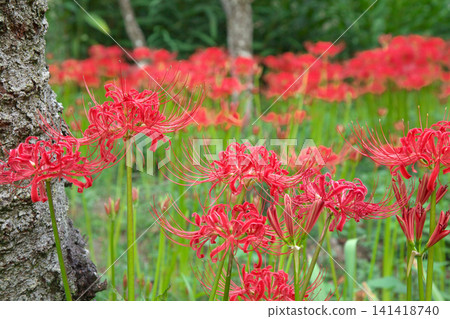 Red spider lilies (Lycoris radiata) blooming in vivid red - a natural scene Red spider lilies (Lycoris radiata) blooming in vivid red - a natural scene 141418740