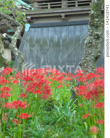 Red spider lilies (Lycoris radiata) blooming in vivid red - a natural scene Red spider lilies (Lycoris radiata) blooming in vivid red - a natural scene 141418741
