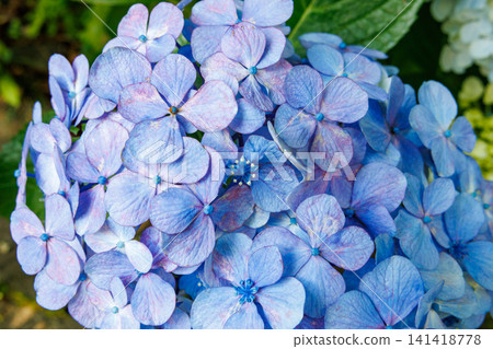 A close-up of the light blue hydrangea flowers blooming in Shimoda Park in early summer. A close-up of the light blue hydrangea flowers blooming in Shimoda Park in early summer. 141418778