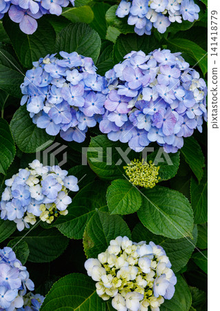 A close-up of the light blue hydrangea flowers blooming in Shimoda Park in early summer. A close-up of the light blue hydrangea flowers blooming in Shimoda Park in early summer. 141418779