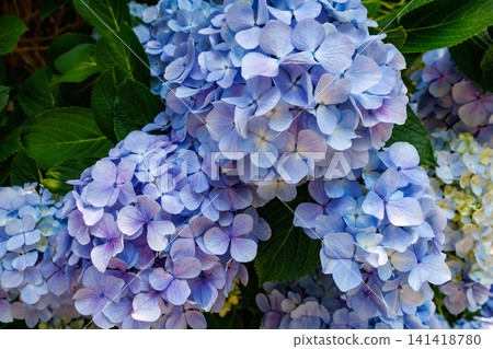 A close-up of the light blue hydrangea flowers blooming in Shimoda Park in early summer. A close-up of the light blue hydrangea flowers blooming in Shimoda Park in early summer. 141418780