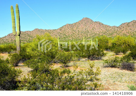 Old Saguaro Cactus Sonora desert Arizona Old Saguaro Cactus Sonora desert Arizona 141418906