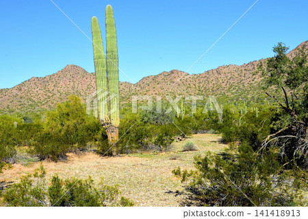 Old Saguaro Cactus Sonora desert Arizona Old Saguaro Cactus Sonora desert Arizona 141418913