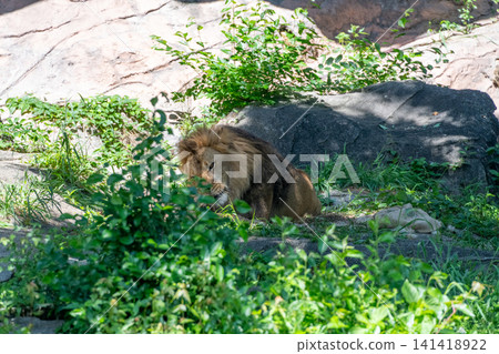 A male African lion resting in the shade of a tree. A male African lion resting in the shade of a tree. 141418922
