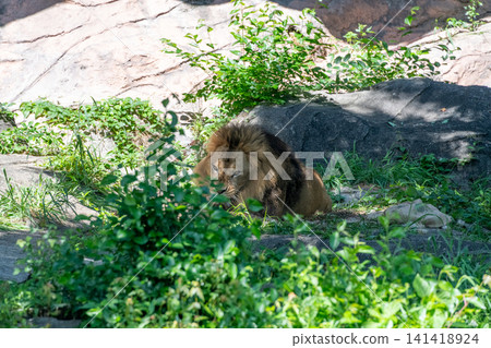 A male African lion resting in the shade of a tree. A male African lion resting in the shade of a tree. 141418924