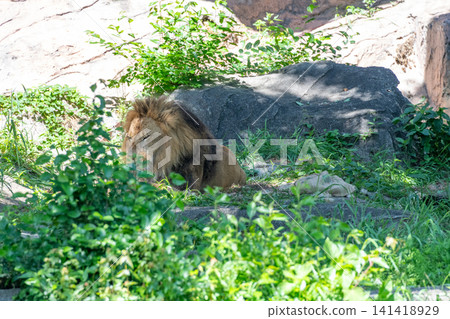 A male African lion resting in the shade of a tree. A male African lion resting in the shade of a tree. 141418929