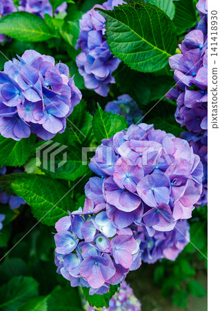A close-up of purple hydrangea flowers blooming in Shimoda Park in early summer. A close-up of purple hydrangea flowers blooming in Shimoda Park in early summer. 141418930