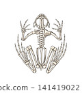 Detailed Frog Skeleton Anatomy Vector Illustration  Dorsal View of Amphibian Skeletal System 141419022