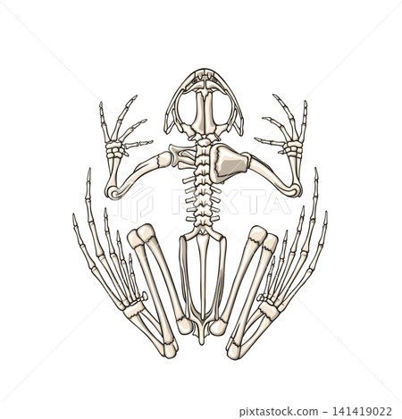 Detailed Frog Skeleton Anatomy Vector Illustration Dorsal View of Amphibian Skeletal System Detailed Frog Skeleton Anatomy Vector Illustration Dorsal View of Amphibian Skeletal System 141419022