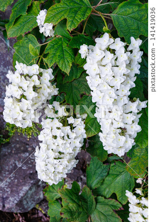Beautiful Hydrangea monadelpha blooming in the garden at Shimoda Park in Izu in early summer Beautiful Hydrangea monadelpha blooming in the garden at Shimoda Park in Izu in early summer 141419036