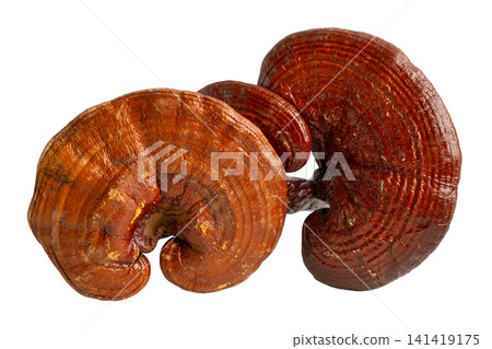 Dried lingzhi mushroom with capsule drug, alternative medicine herbal organic herb. 141419175