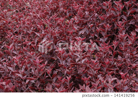 Red Alternanthera Ficoidea plant 141419256