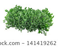 Fortune's spindle (Euonymus fortunei) is a species of flowering plant 141419262