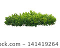 Schefflera Aboricola Bush Green (umbrella plant) 141419264