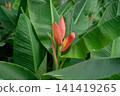 Ornamental Banana 141419265