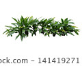 Aspidistra elatior Cast iron plant 141419271