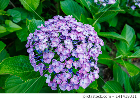 The beautiful purple hydrangea flowers of Shimoda Park bloom in early summer. The beautiful purple hydrangea flowers of Shimoda Park bloom in early summer. 141419311