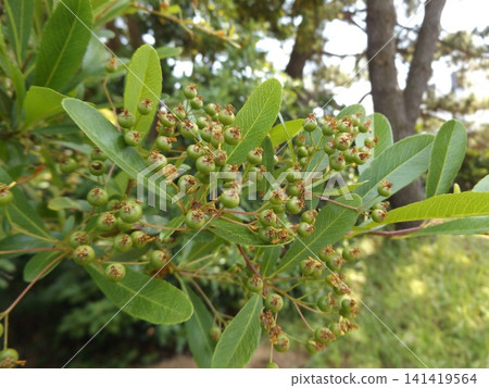 Immature fruit of pyracanthus that turns bright red in autumn Immature fruit of pyracanthus that turns bright red in autumn 141419564