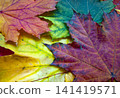 colorful autumn leaves background 141419571