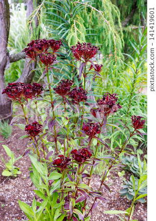 The vibrant red flowers of the Dianthus superbus bloom in the early summer garden. 141419601