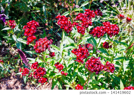 The vibrant red flowers of the Dianthus superbus bloom in the early summer garden. 141419602
