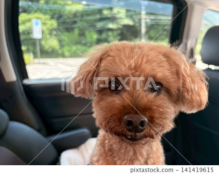 A cute toy poodle in the car A cute toy poodle in the car 141419615
