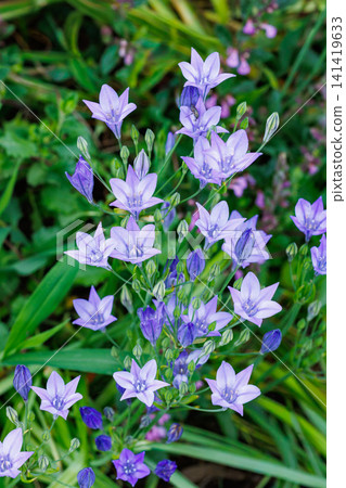 Beautiful Trithelea Laxa flowers blooming in the early summer garden 141419633