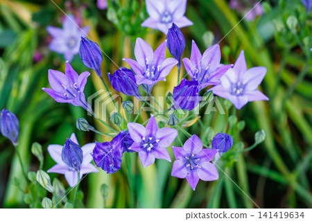 初夏花園裡盛開著美麗的 Trithelea Laxa 花 初夏花園裡盛開著美麗的 Trithelea Laxa 花 141419634