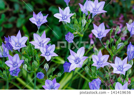 Beautiful Trithelea Laxa flowers blooming in the early summer garden Beautiful Trithelea Laxa flowers blooming in the early summer garden 141419636
