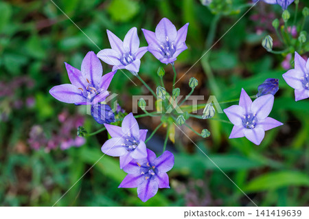 Beautiful Trithelea Laxa flowers blooming in the early summer garden 141419639