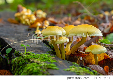 Sulphur tuft, Hypholoma fasciculare, or clustered woodlover on a dead tree Sulphur tuft, Hypholoma fasciculare, or clustered woodlover on a dead tree 141419687