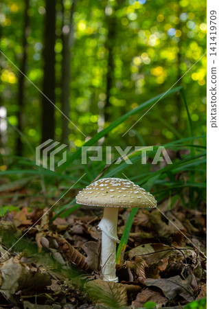 The Amanita pantherina, or the Panther Cap, a beautiful and iconic mushroom. A muted relative of the Amanita muscaria or fly agaric, its cap features a bold pattern The Amanita pantherina, or the Panther Cap, a beautiful and iconic mushroom. A muted relative of the Amanita muscaria or fly agaric, its cap features a bold pattern 141419709