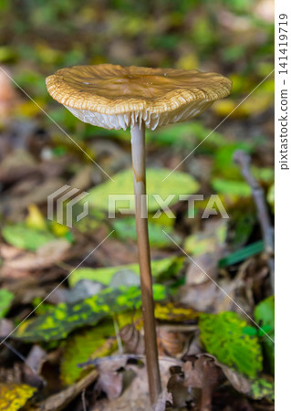 Oudemansiella radicata mushroom growing in leaf litter in a forest during late autumn under soft sunlight Oudemansiella radicata mushroom growing in leaf litter in a forest during late autumn under soft sunlight 141419719