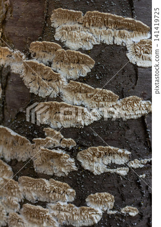 Schizopora paradoxa grows on decaying wood showcasing split pores and intricate textures in natural habitat 141419725