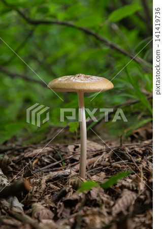 Gymnopus dryophilus showcases a delicate cap and slender stem in a lush forest setting under soft natural light Gymnopus dryophilus showcases a delicate cap and slender stem in a lush forest setting under soft natural light 141419736