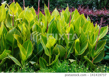 Beautiful variegated canna leaves that bloom in summer Beautiful variegated canna leaves that bloom in summer 141419737
