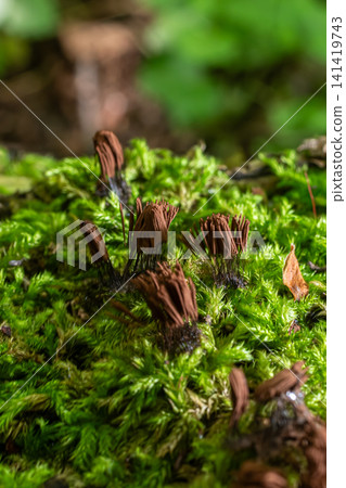 Chocolate Tube Slime in a lush forest habitat showcases unique growth patterns on moss-covered surface 141419743