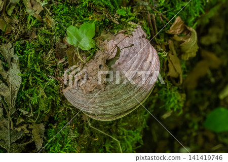 Exploring Ganoderma applanatum the Artist's Bracket Fungus on a Forest Log Surrounded by Moss and Leaf Litter in Early Autumn Exploring Ganoderma applanatum the Artist's Bracket Fungus on a Forest Log Surrounded by Moss and Leaf Litter in Early Autumn 141419746