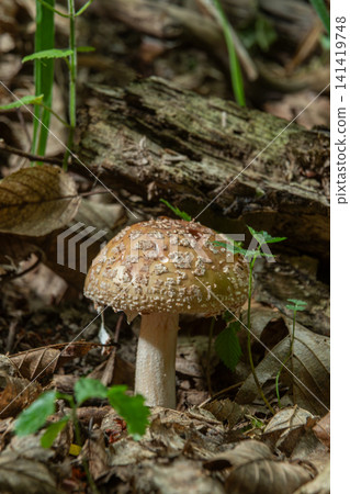 Mushroom of Amanita rubescens thriving among forest floor debris in a sunlit woodland during late summer Mushroom of Amanita rubescens thriving among forest floor debris in a sunlit woodland during late summer 141419748