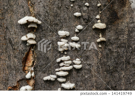 Unique growth of Schizophyllum commune grayish-white fungus thriving on tree bark in a wooded area showcasing its split gills and distinctive texture Unique growth of Schizophyllum commune grayish-white fungus thriving on tree bark in a wooded area showcasing its split gills and distinctive texture 141419749