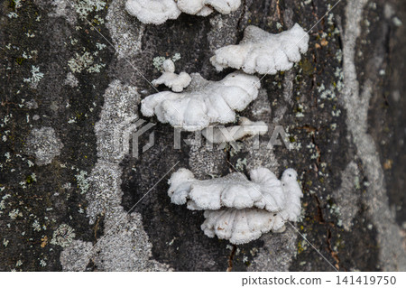 Small grayish-white Schizophyllum commune fungi growing on tree bark in a forest environment during early morning hours Small grayish-white Schizophyllum commune fungi growing on tree bark in a forest environment during early morning hours 141419750