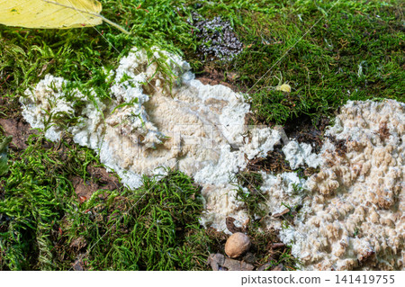 Radulomyces confluens growing on bark among moss in a natural environment during daylight hours 141419755