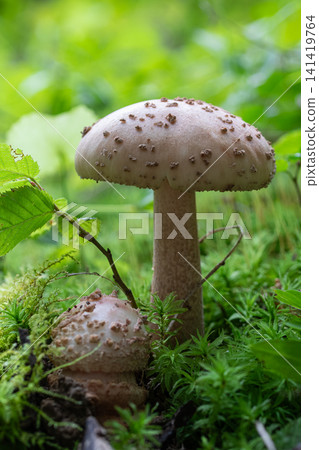 Mushroom Amanita rubescens shows reddish-pink bruising among green plants in a forest setting during daytime Mushroom Amanita rubescens shows reddish-pink bruising among green plants in a forest setting during daytime 141419764