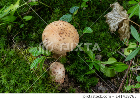Mushroom growing in forest soil with green moss and small plants during summer light conditions 141419765