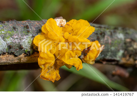 Bright yellow gelatinous fungus grows on a branch in a forest during daylight hours in a natural setting Bright yellow gelatinous fungus grows on a branch in a forest during daylight hours in a natural setting 141419767