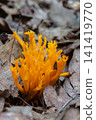 Bright yellow calocera viscosa grows among dry leaves in a forest showcasing its unique coral-like shape and vibrant color during the day 141419770