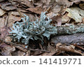 Evernia prunastri grows on a branch in a forest area with dry leaves scattered on the ground during daylight hours in the woods 141419771