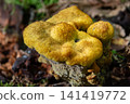 Colorful yellow-brown fungus Phaeolus schweinitzii grows on a log under natural light in a forest during daytime in autumn 141419772