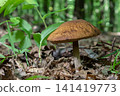 Mushroom found in forest near birch trees during late summer with a brown cap and scaly stem on leaf-covered ground 141419773