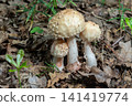 Mushroom growing in a forest setting showing the bruising effect of Amanita rubescens in natural surroundings during daylight 141419774